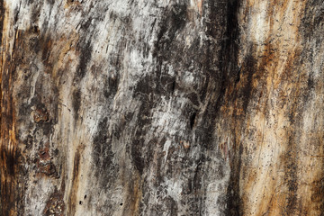 Wood texture. Rotten surface of old tree without bark.