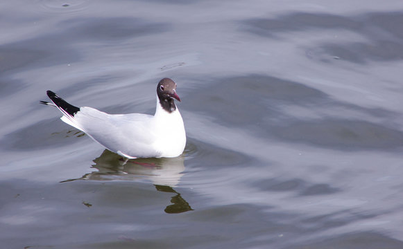 White gull with black head swimming in water
