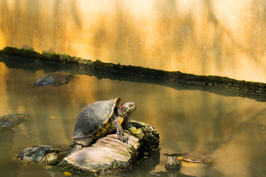 Turtles sunning at the pond,Freshwater turtles