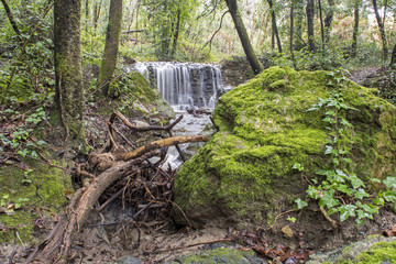Torrenti del sottobosco