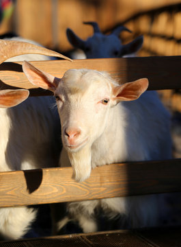  portrait of a goat