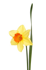 Fototapeta premium Daffodil flower isolated