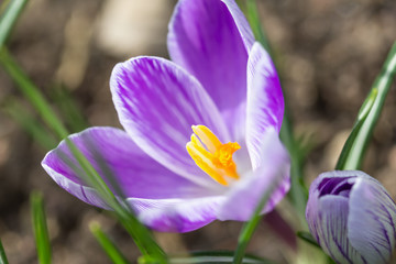 crocus purple saffron