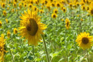 Close up sunflowers in field