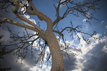 Un tronco di albero e cielo nuvoloso.