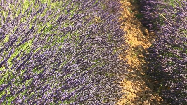 Lavande cultiv&eacute;e