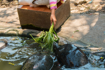 Obraz premium Turtles sunning at the pond,Freshwater turtles