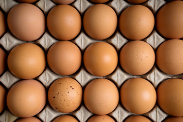 fresh egg on paper tray