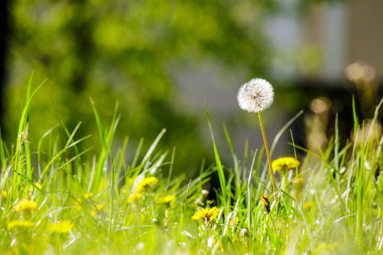 white dandelion on green grass blur background