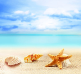 Fototapeta na wymiar Summer beach with seashells. background sea.