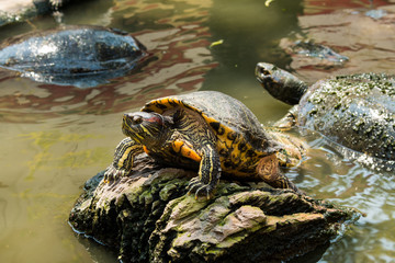 Turtles sunning at the pond,Freshwater turtles