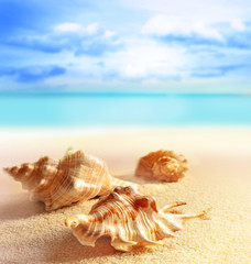 Obraz na płótnie Canvas Summer beach with seashells. background sea.