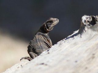 Juvenile Common Chuckwalla