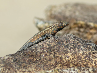 Side-blotched Lizard - Uta stansburiana
