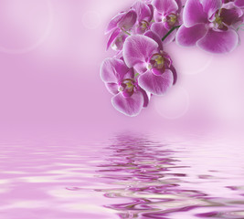 Fototapeta na wymiar Beautiful lilac orchid