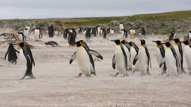King & Gentoo penguin colony at Volunteer Point, Falkland Islands