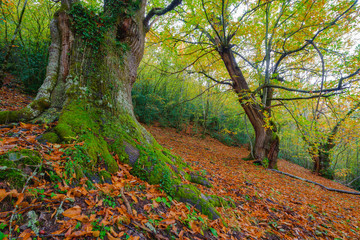 Bosque centenario de castaños en otoño, en Cervantes, Lugo, Galicia