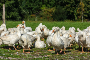 Geese gaggle grazing on green grass