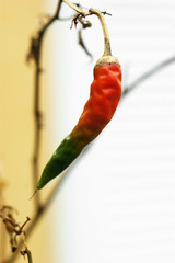 Chili pepper