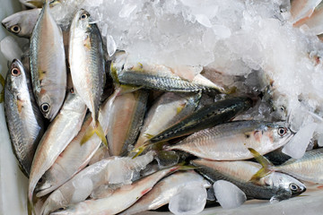 fresh seafood short-bodied mackerel