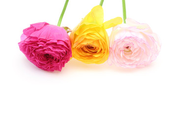 ラナンキュラス