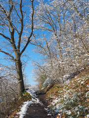 Walking path wit snow tress in Eifel Germany