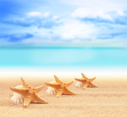 Fototapeta na wymiar Summer beach with starfish. background sea.