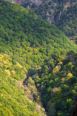 Bosque en las Fragas do Eume