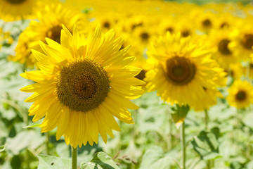 Sunflowers blooming on field