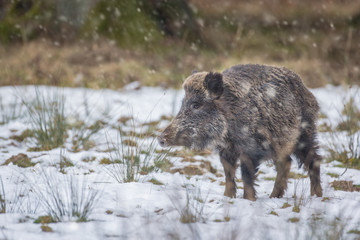 Wild boar in mid-winter snow flurry