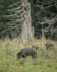 Wild baor sounder foraging under an ancient dead tree