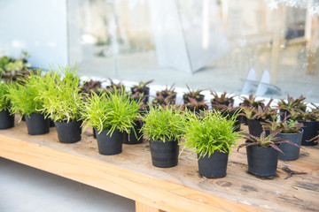 small green plant in pot