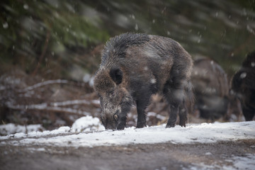 Fototapeta premium Large male boar in falling snow