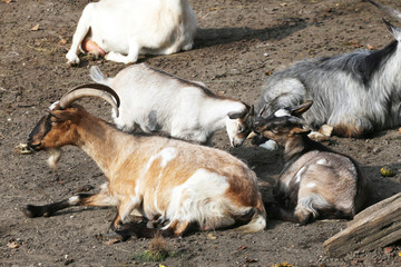 Fototapeta premium Family of goats