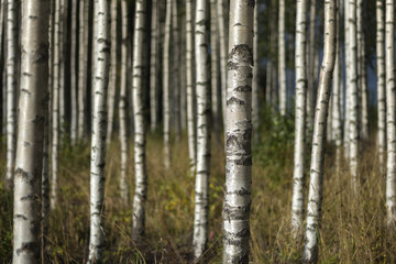  birch trees in summer landscape