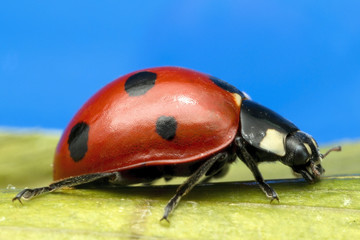 Ladybird macro photograph