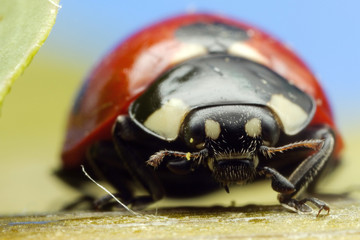 Ladybird macro photograph