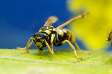 Wasp close-up