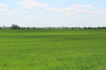 Fresh green grass field