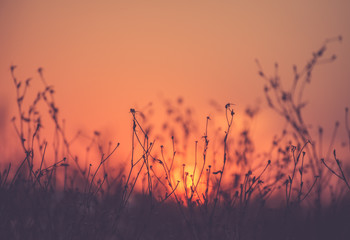 Beautiful sunset over the field