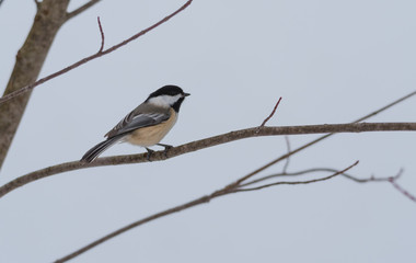 Springtime comes, Black cap chickadee, Poecile atricapillus, on a branch on a very early, grey spring day in early March.  Happy that the day is mild and anticipating the arrival of spring.