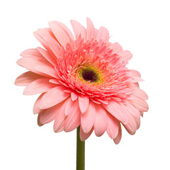 Flower pink gerbera