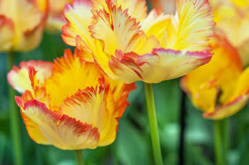 Yellow Parrot tulips