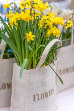 Bunch of yellow Daffodils in canvas bag