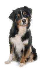 tricolor australian shepherd