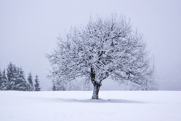 Einzelner Baum im Winter