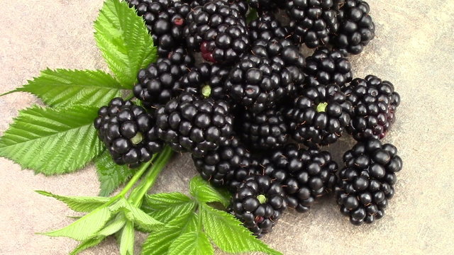 Freshly harvested blackberries