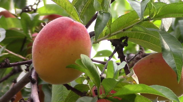 Ripe peach tree