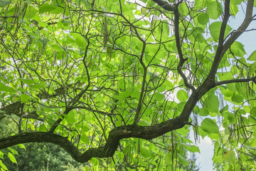Catalpa. Nature background