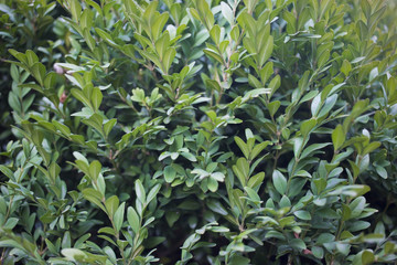 Boxwood. Nature background